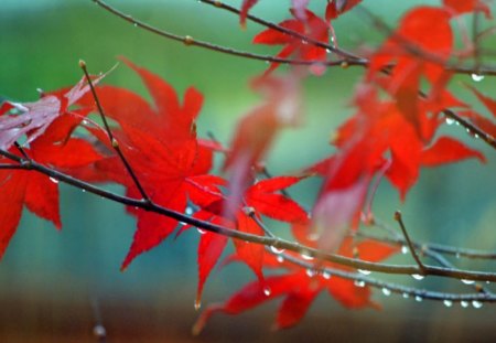 Leaves of Autumn - branches, red, leaves, autumn