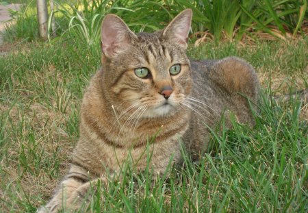 *** Beautiful cat *** - cats, animals, gras, cat, green