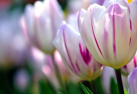 * Tender tulips * - light, petals, soft, tulips, tenderness, flowers