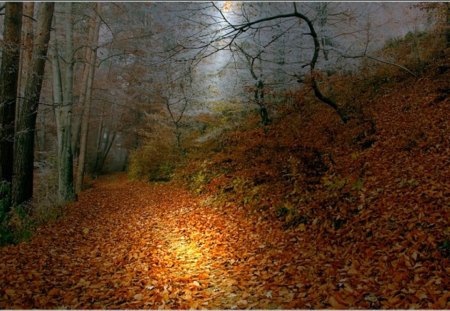 November - forest, light, dry, night, leaves, november