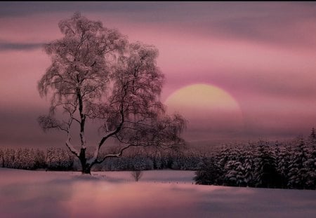 Winter story - story, winter, purple, light, sun