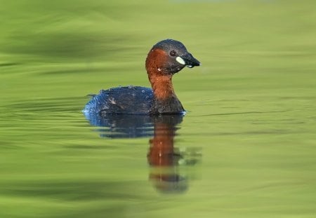 Little swimmer - bird, grebe, swimmer, water, little