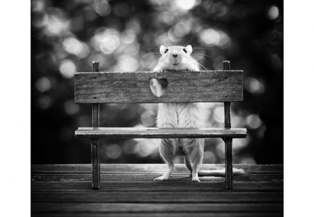 ♥ - waiting, black, white, little, mouse, bank