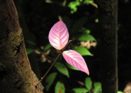 Looking for the sun - purple, sun, branch, looking, leaves