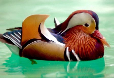 Want to Take A Swim?? - swim, mandarin duck, animals, birds