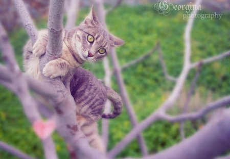 You can see spring from here - love, kitteh, cat, spring, kitties, on a tree, cats, blossom, tree