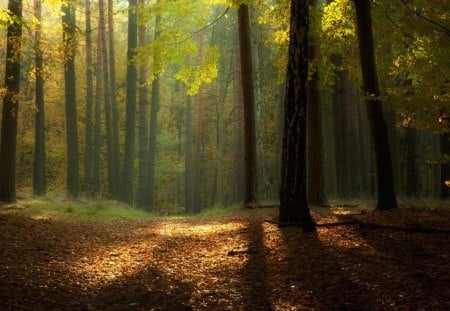 Morning Day - trees, landscape, forest, light, daylight, shadow, leaves, ground, nature, trunks, day, limbs