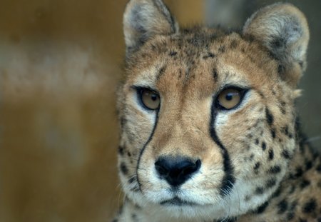 cheetah - cheetah, cats, gepard, raubtiere