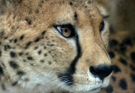 cheetah - raubtiere, cheetah, geparden, cats