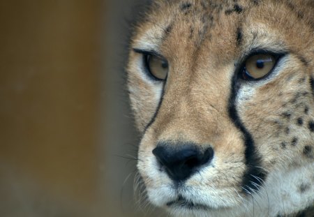 cheetah - cheetah, cats, geparden, raubtiere