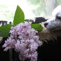 Poodle enjoying scented lilacâ™¥