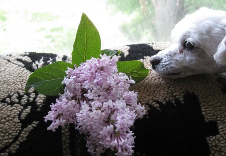 Poodle enjoying scented lilac♥