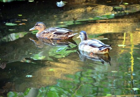 Ducks and Golden Reflections - ducks, pond, plants, water