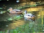 Ducks and Golden Reflections