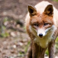 Red fox