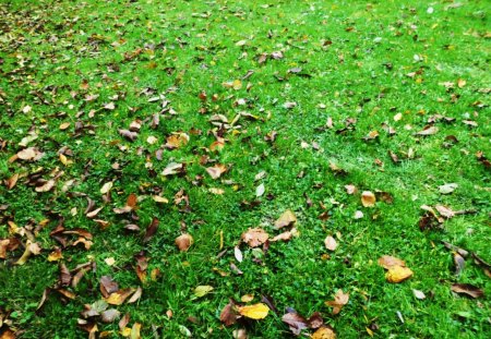 Leaves - love, beutiful, autumn, leaves, green, grass