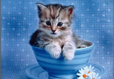 Just so cute - flowers, colours, cute, kitten