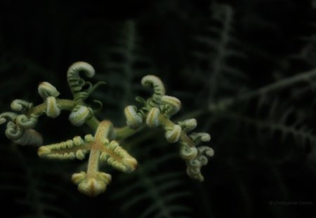 Furry Fern Fond - young, green, widescreen, fern, new, shadow