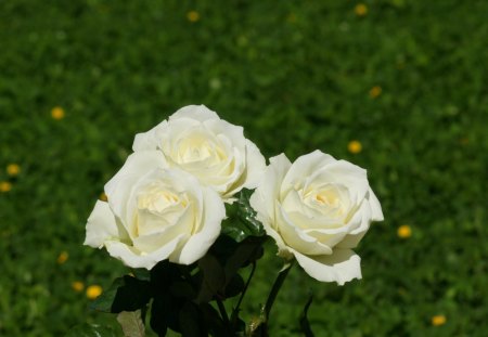 white rose - flowers, nature