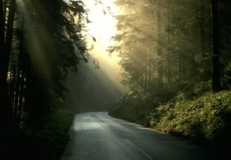 Early Morning in Alsace - alsace, nature, road, sunbeam, forest, france