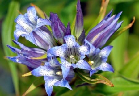 Violet flower - flowers, violet