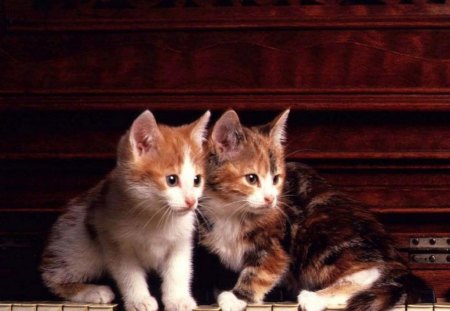 Kittens - cat, kittens, music, pet, kitten, piano, cats, animal, cute