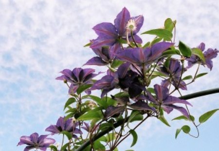 Purple clematis - flowers, clematis