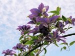 Purple clematis