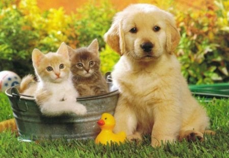 Puppy and kittens - dogs, cats