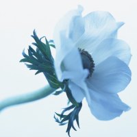 Blue flower