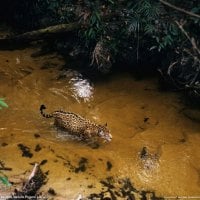 leopard in the river