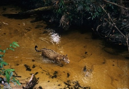 leopard in the river