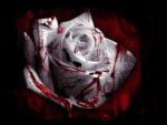 blood rose