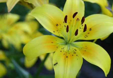 Small is Beautiful  - lilly, flower, yellow, garden