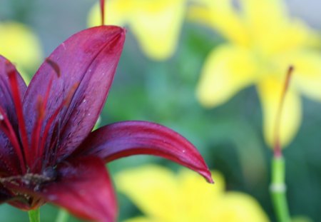 Standing Alone  - flower, yellow, red, garden