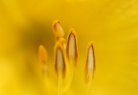 One Closer Look  - pollen, flower, yellow, lily