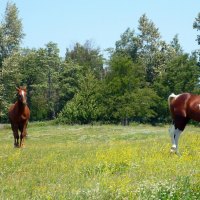 Two Horses in Buttercups