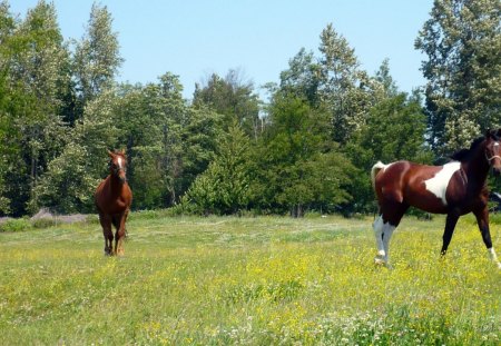 Two Horses in Buttercups - widescreen, horses, field, country, farm, washington, rural