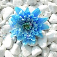 blue flower surouned by white pepples