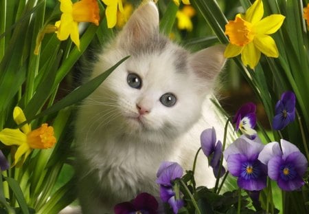 kitten in the flowers