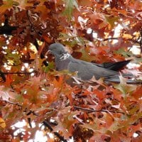 Autumn Dove