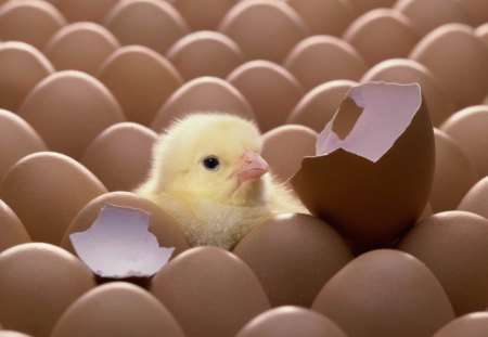 chicken - egg, chicken, birth, sweet