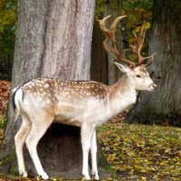 Autumn Deer