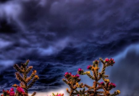 Blooming Storm