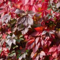 Red Autumn Leaves