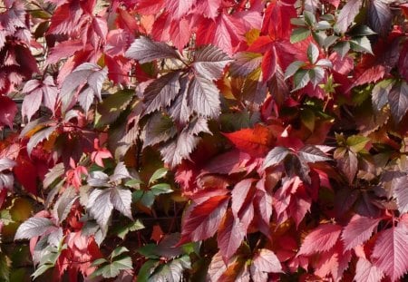 Red Autumn Leaves - leaves, fall, autumn, autumn colours