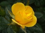 Yellow Rose