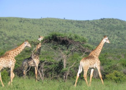 Giraffe - animal, nature, ecology, giraffe, habitat