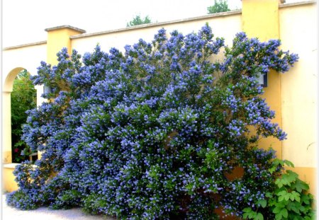 Beautiful blue flowers - nature, summer, flowers