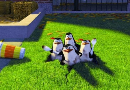 Madagascar - Penguins - penguins, animation, film, madagascar